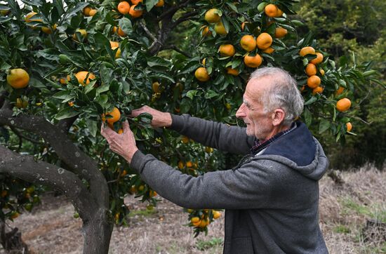Abkhazia Agriculture Mandarines Harvesting
