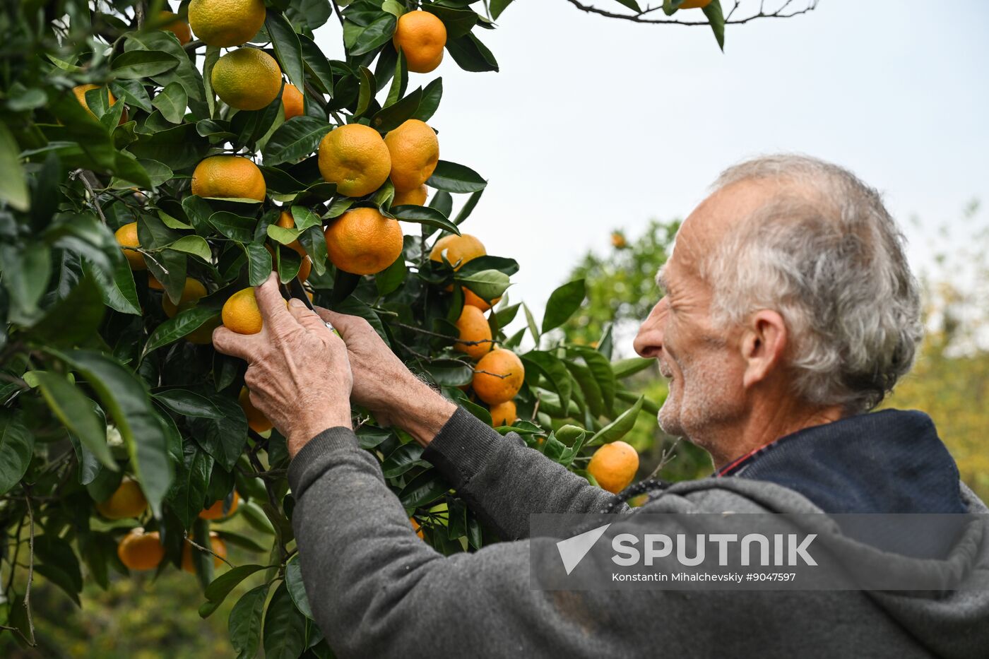 Abkhazia Agriculture Mandarines Harvesting