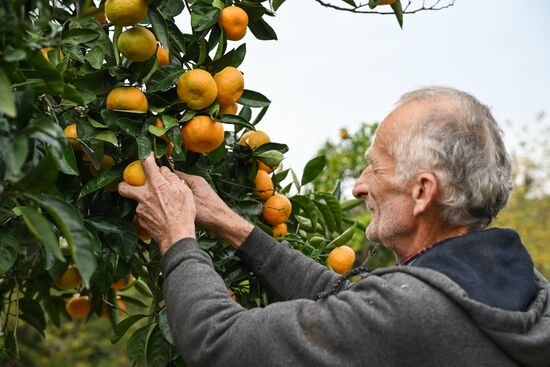 Abkhazia Agriculture Mandarines Harvesting