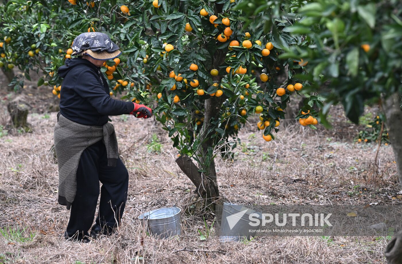Abkhazia Agriculture Mandarines Harvesting