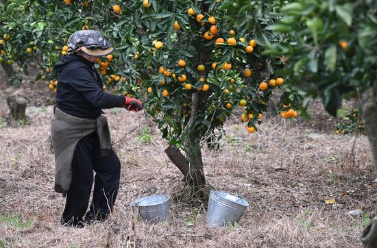 Abkhazia Agriculture Mandarines Harvesting