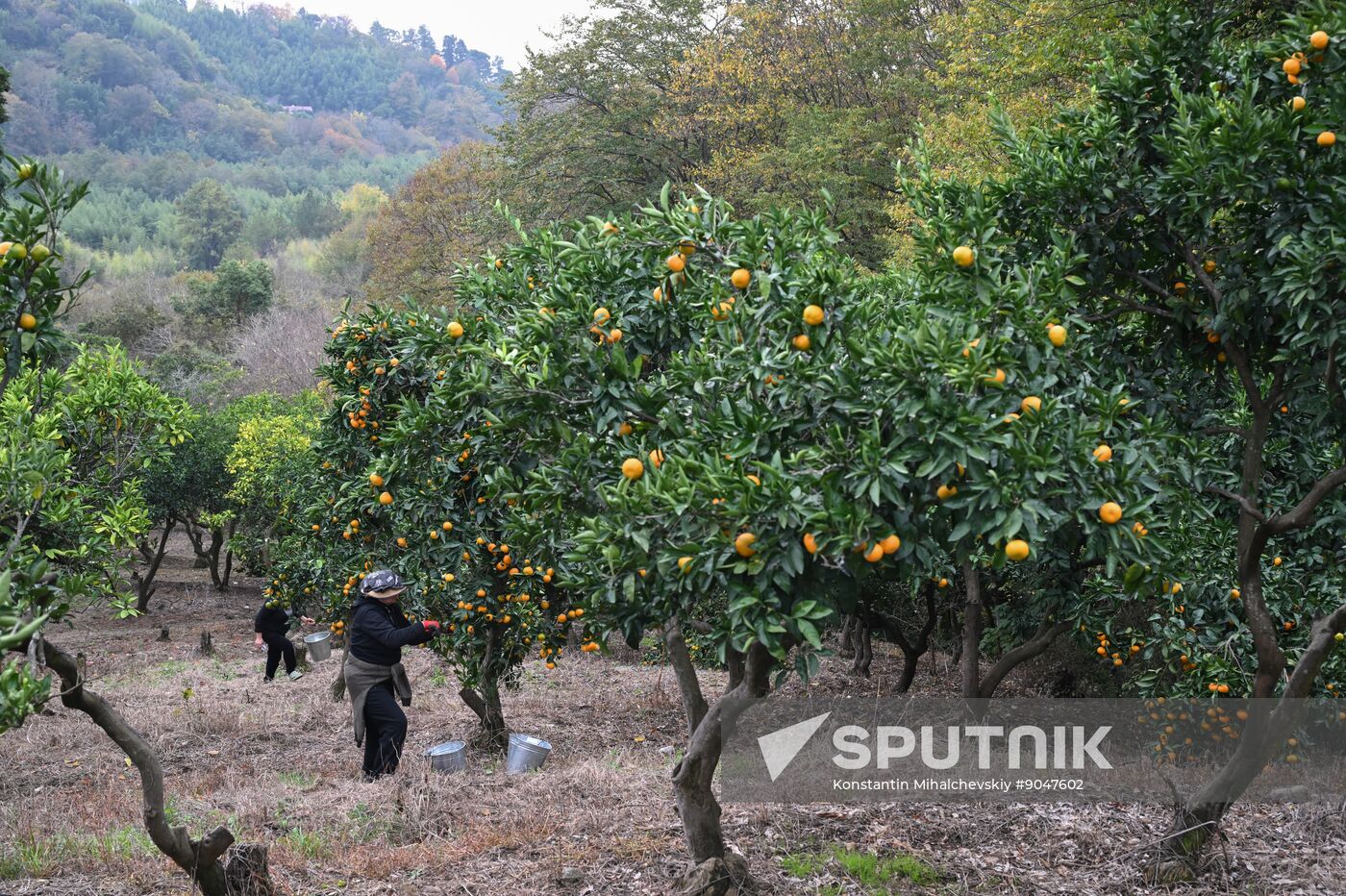 Abkhazia Agriculture Mandarines Harvesting