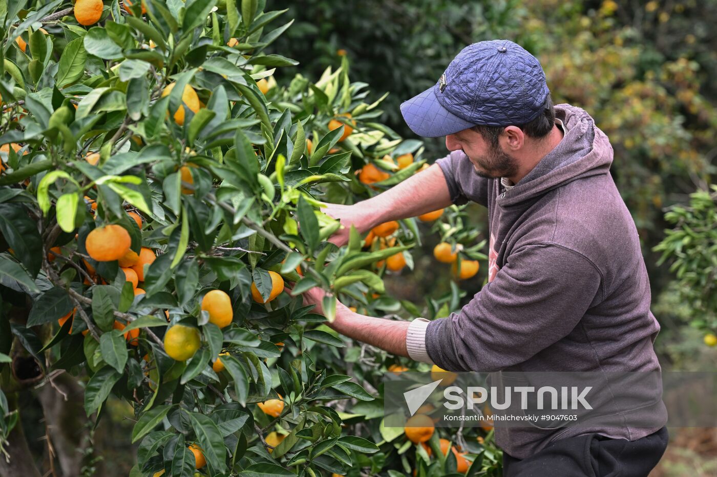Abkhazia Agriculture Mandarines Harvesting