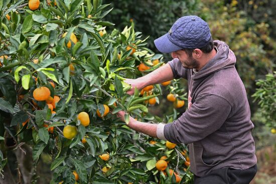 Abkhazia Agriculture Mandarines Harvesting