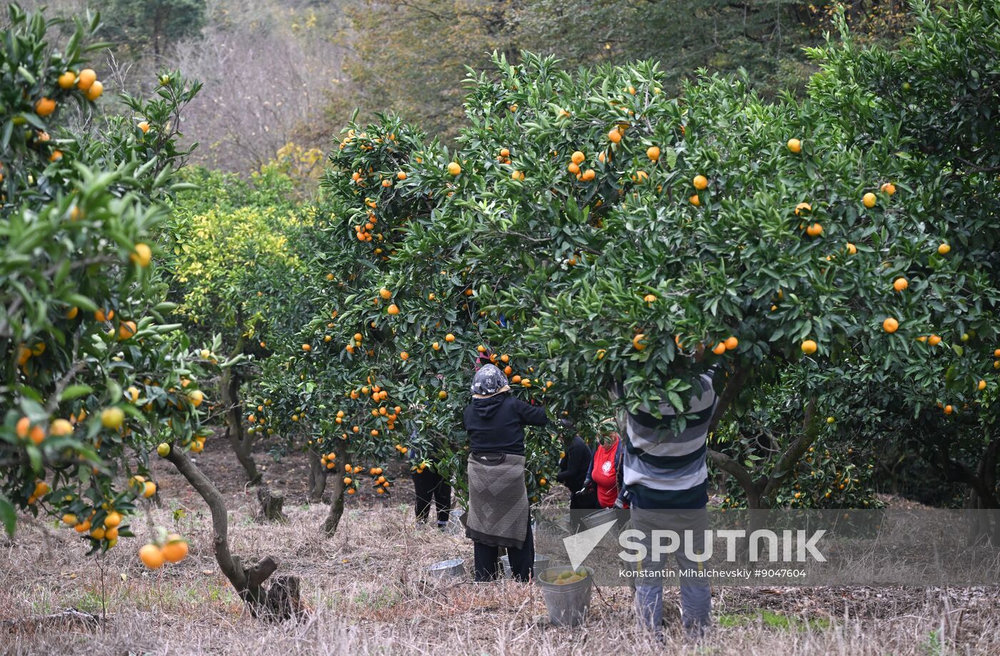 Abkhazia Agriculture Mandarines Harvesting