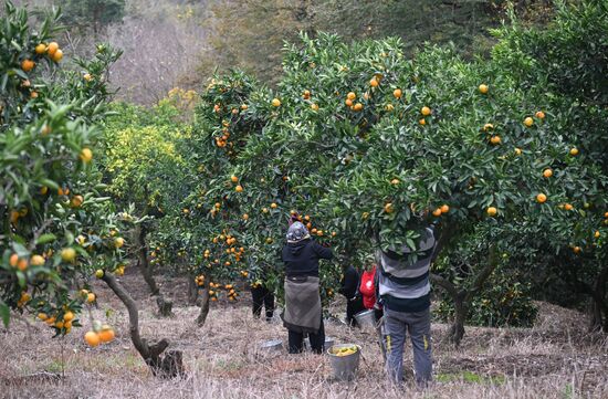Abkhazia Agriculture Mandarines Harvesting