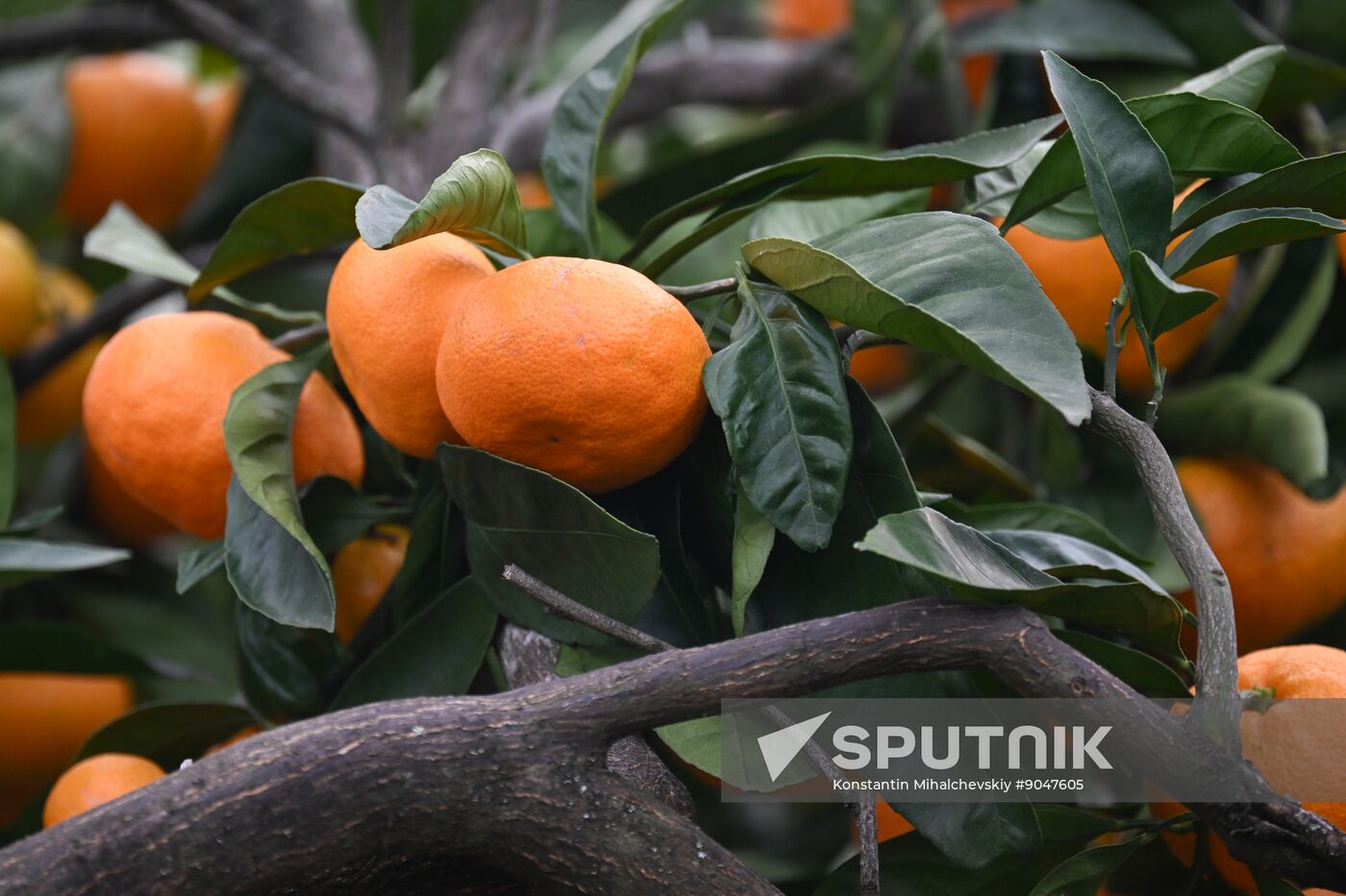 Abkhazia Agriculture Mandarines Harvesting
