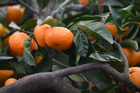 Abkhazia Agriculture Mandarines Harvesting