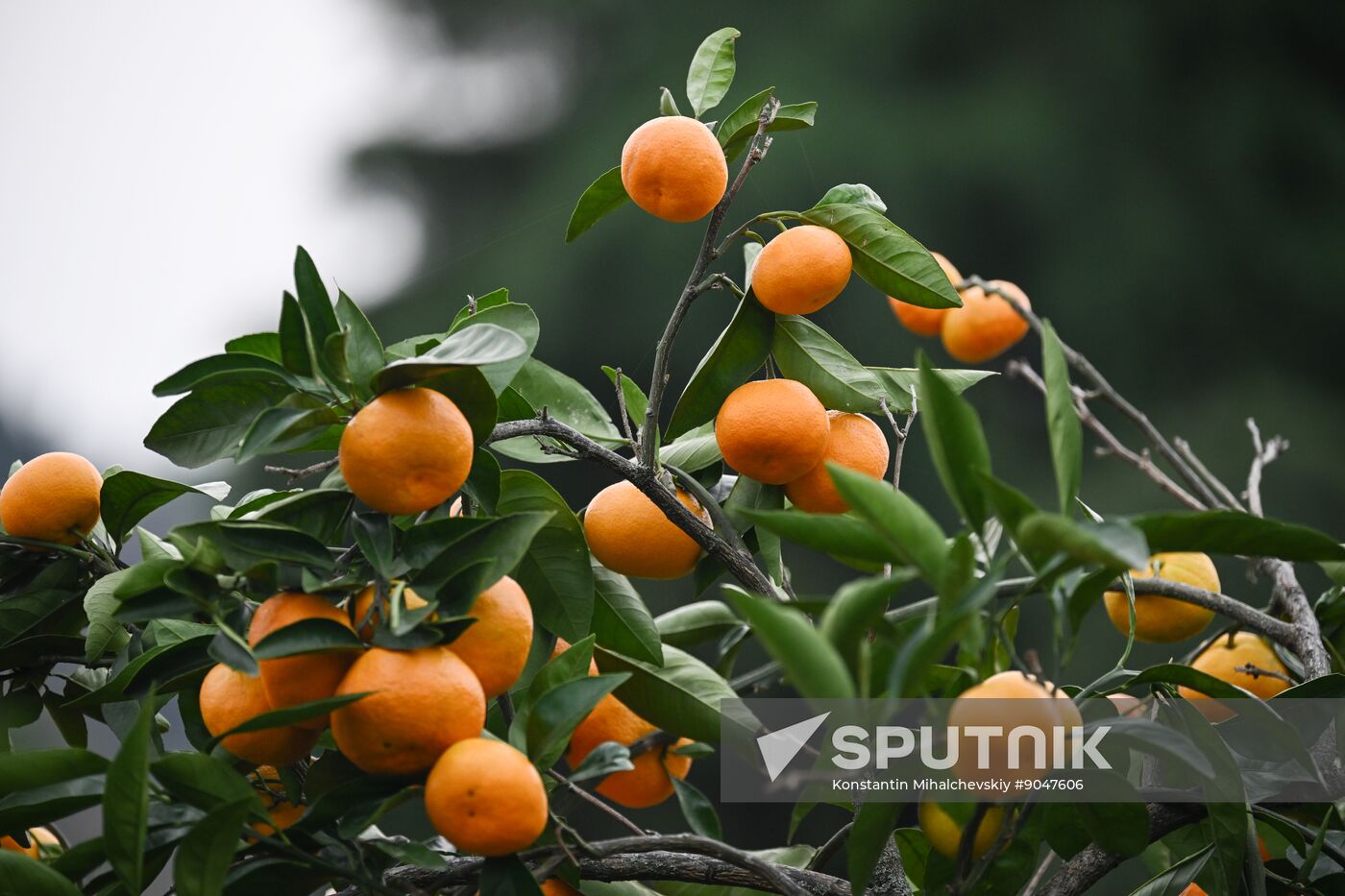 Abkhazia Agriculture Mandarines Harvesting