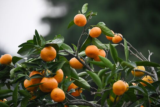 Abkhazia Agriculture Mandarines Harvesting
