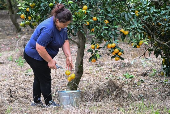 Abkhazia Agriculture Mandarines Harvesting