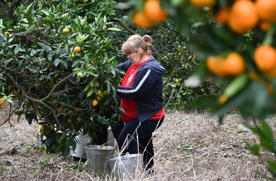 Abkhazia Agriculture Mandarines Harvesting