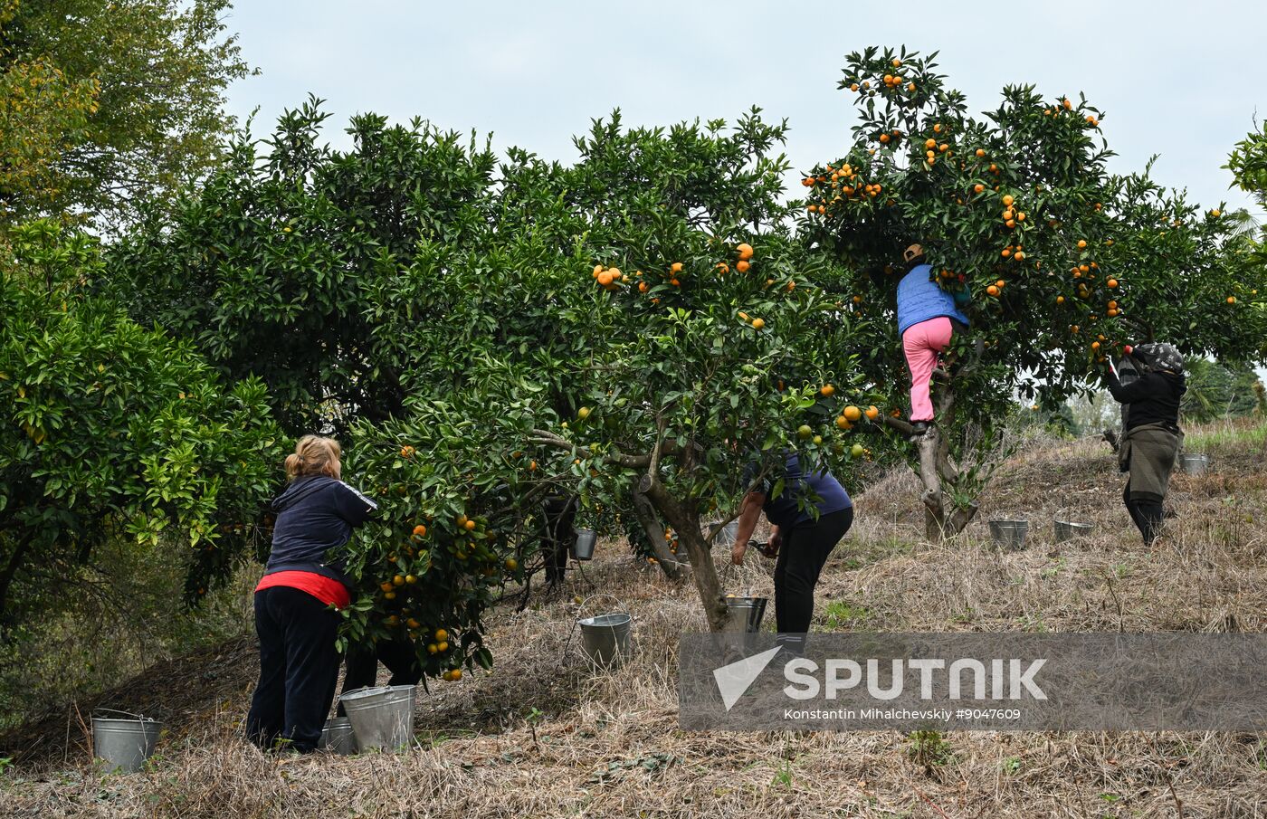 Abkhazia Agriculture Mandarines Harvesting