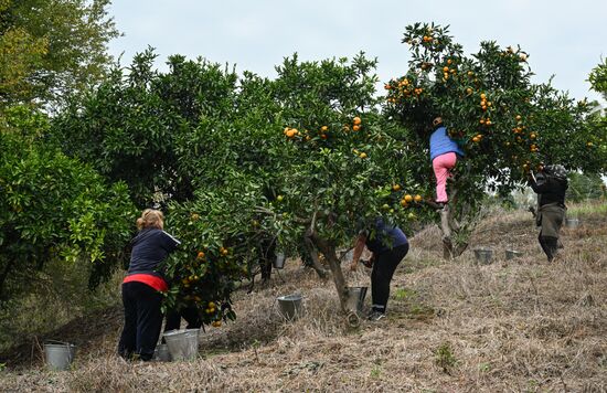 Abkhazia Agriculture Mandarines Harvesting