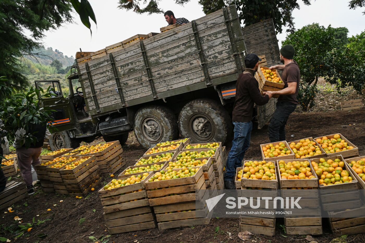 Abkhazia Agriculture Mandarines Harvesting