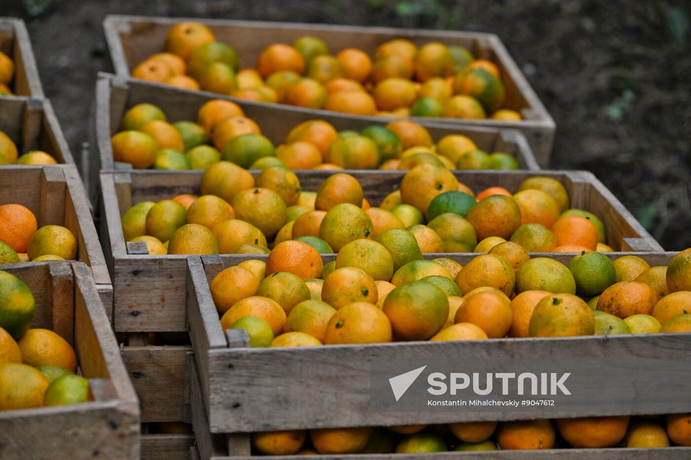 Abkhazia Agriculture Mandarines Harvesting