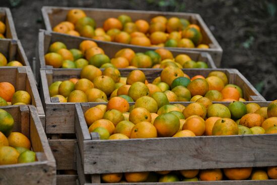 Abkhazia Agriculture Mandarines Harvesting