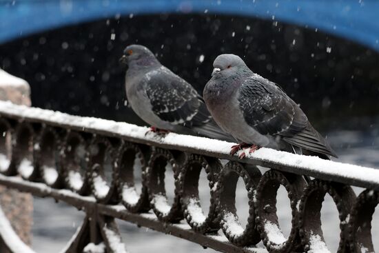 Russia Weather St Petersburg