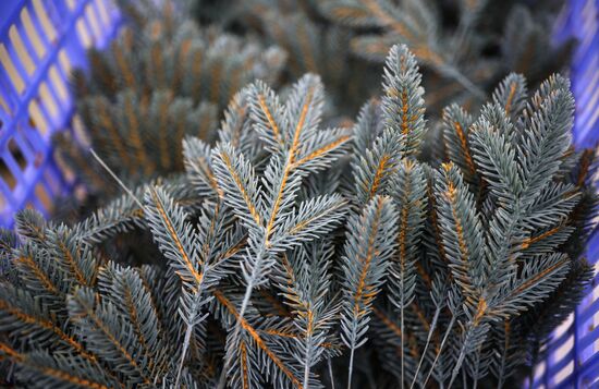 Russia New Year Season Preparations