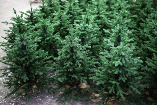 Russia New Year Season Preparations