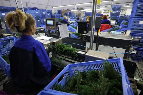 Russia New Year Season Preparations