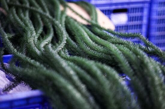 Russia New Year Season Preparations