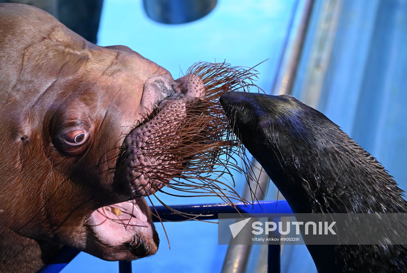 Russia Primorsky Aquarium