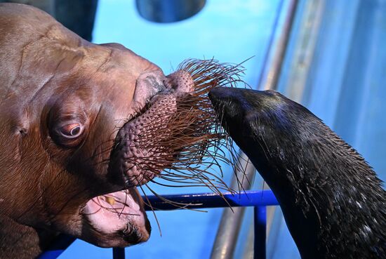 Russia Primorsky Aquarium