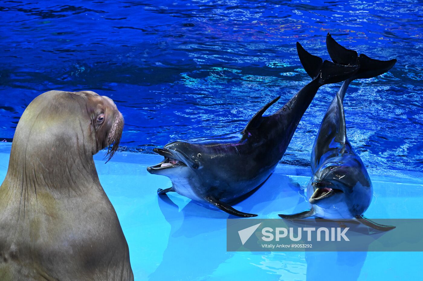 Russia Primorsky Aquarium