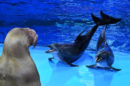 Russia Primorsky Aquarium