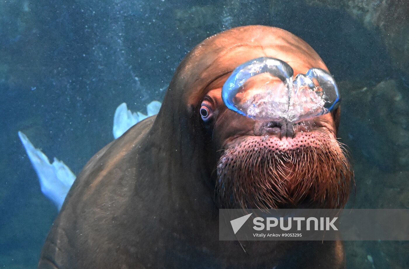 Russia Primorsky Aquarium