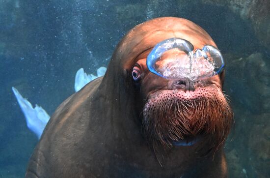 Russia Primorsky Aquarium