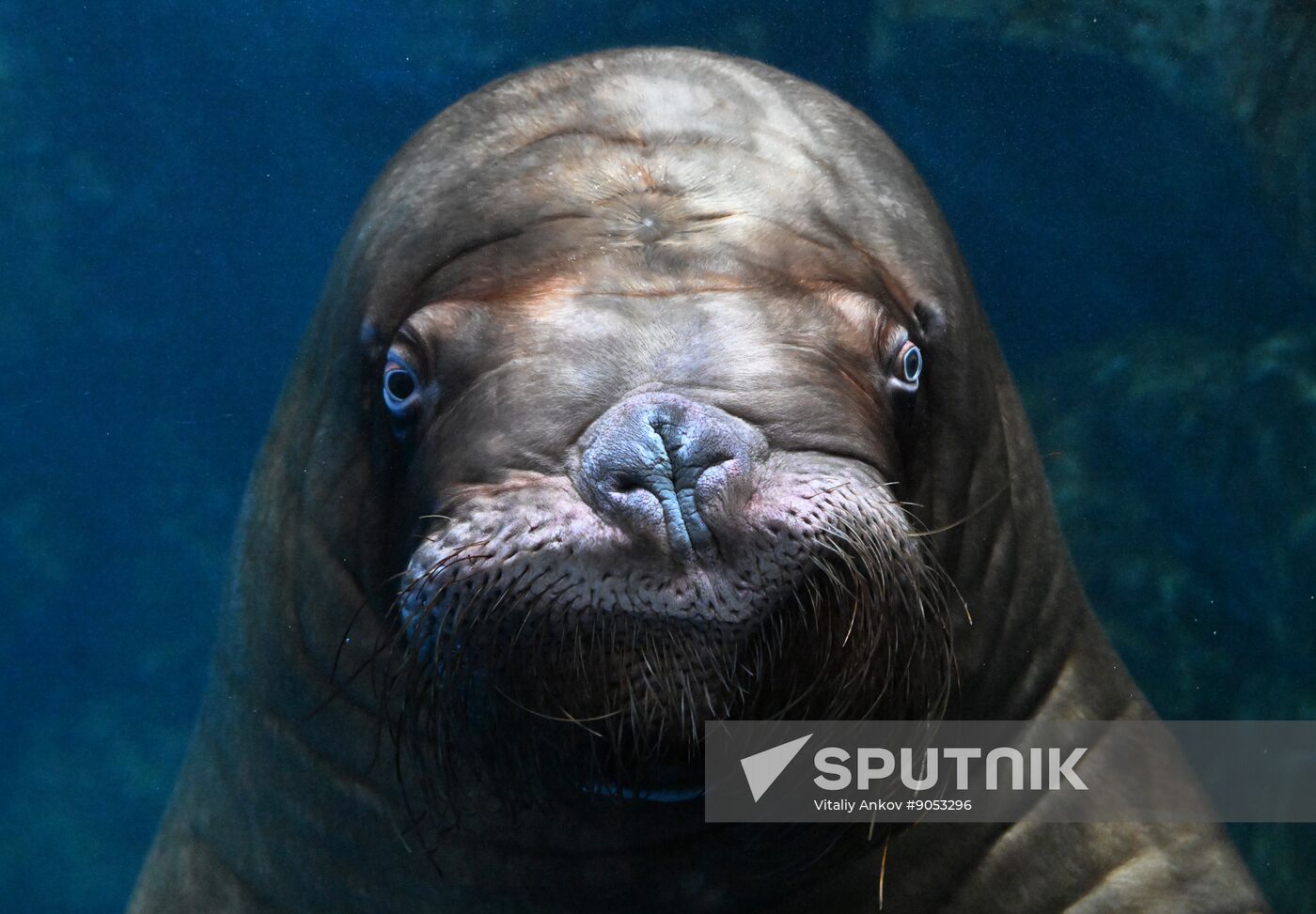 Russia Primorsky Aquarium