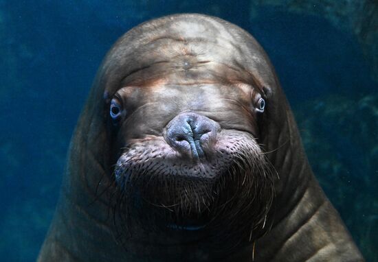 Russia Primorsky Aquarium