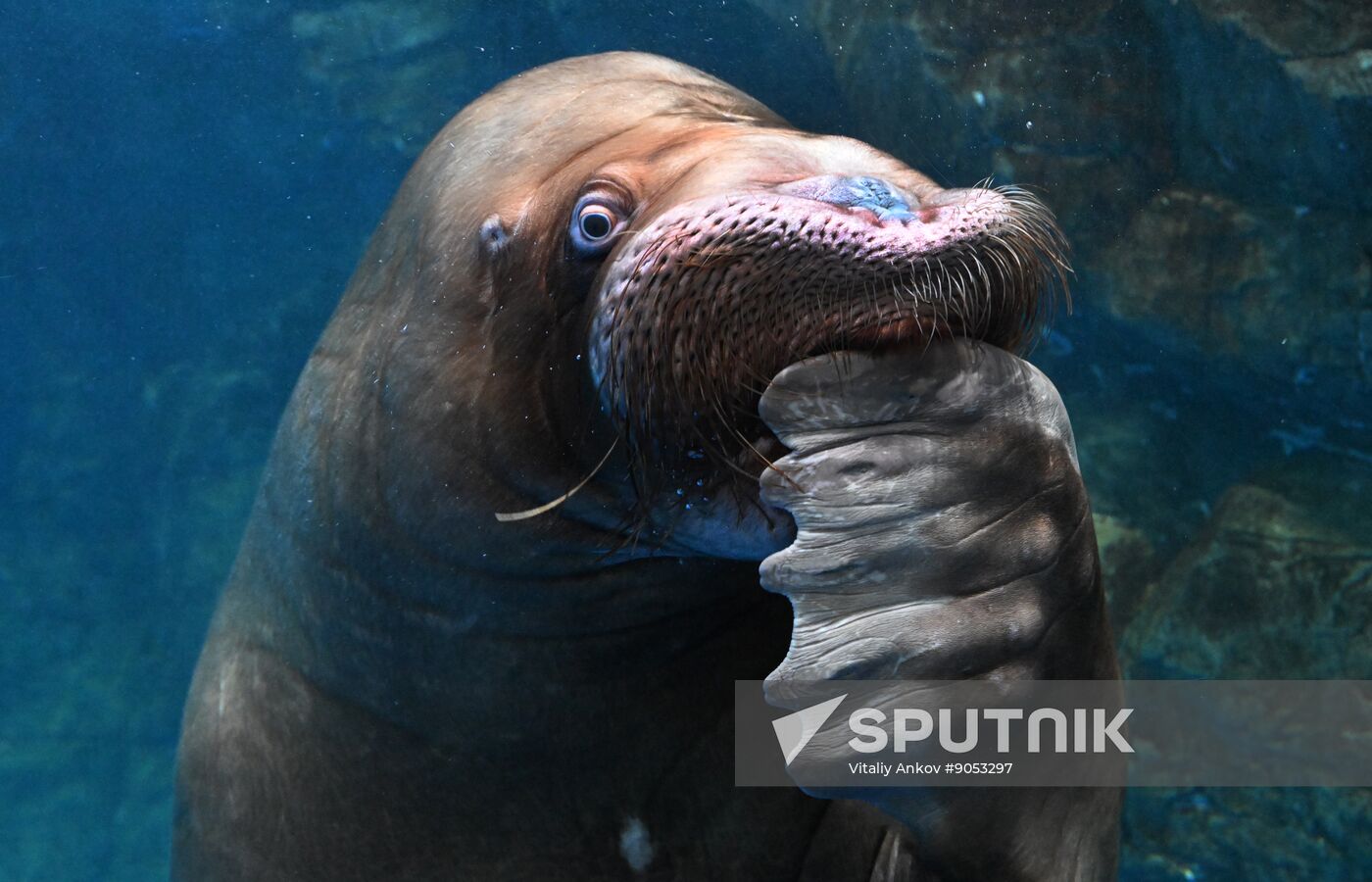 Russia Primorsky Aquarium