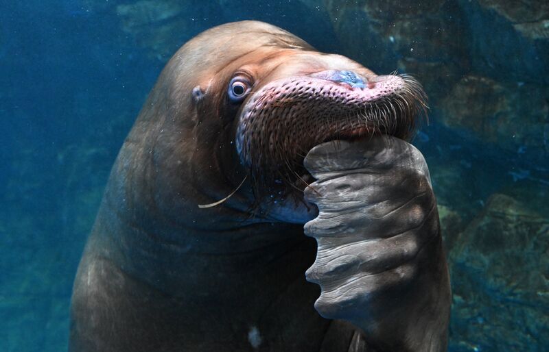 A walrus named Misha swims at the Primorsky Aquarium on Russky Island in Vladivostok, Russia. In 2008, both World Wildlife Foundation and Marine Mammal Council made November 24 World Walrus Day to help raise awareness to these magnificent mammals and their declining numbers. Russia Primorsky Aquarium