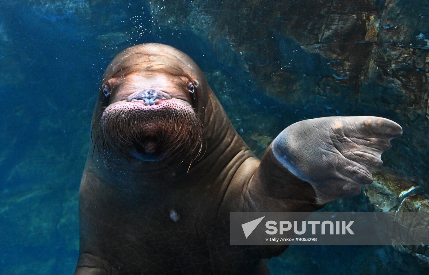 Russia Primorsky Aquarium