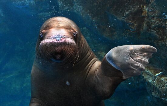 Russia Primorsky Aquarium