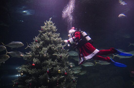 Russia New Year Season Father Frost Diver