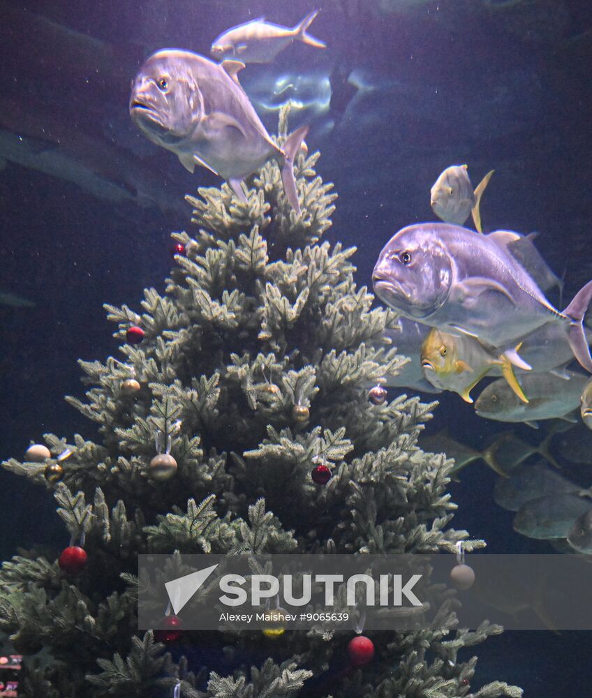 Russia New Year Season Father Frost Diver