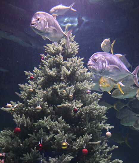 Russia New Year Season Father Frost Diver