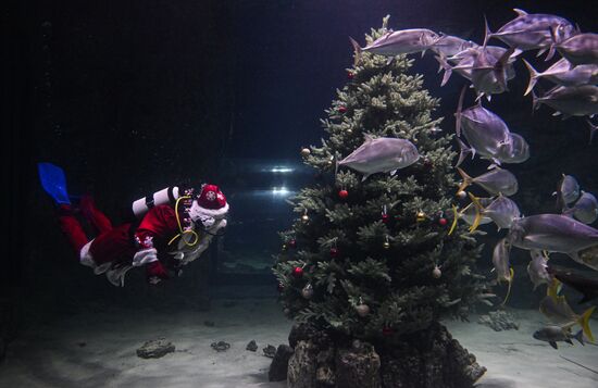 Russia New Year Season Father Frost Diver