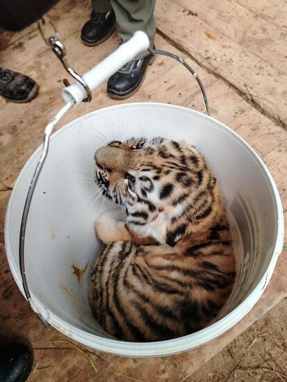 Russia Zoo Siberian Tiger Cubs