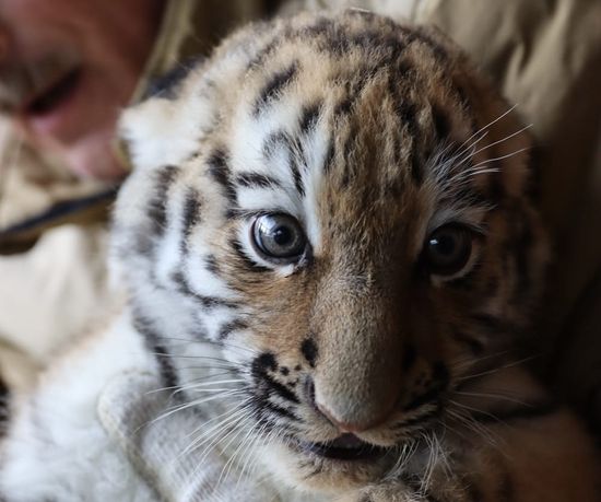 Russia Zoo Siberian Tiger Cubs