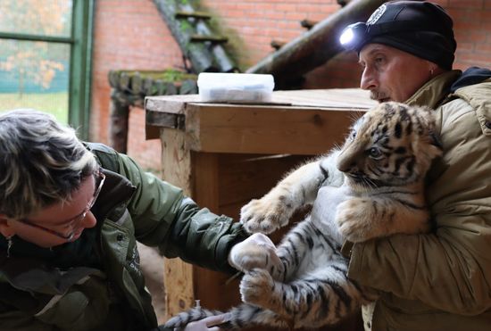 Russia Zoo Siberian Tiger Cubs
