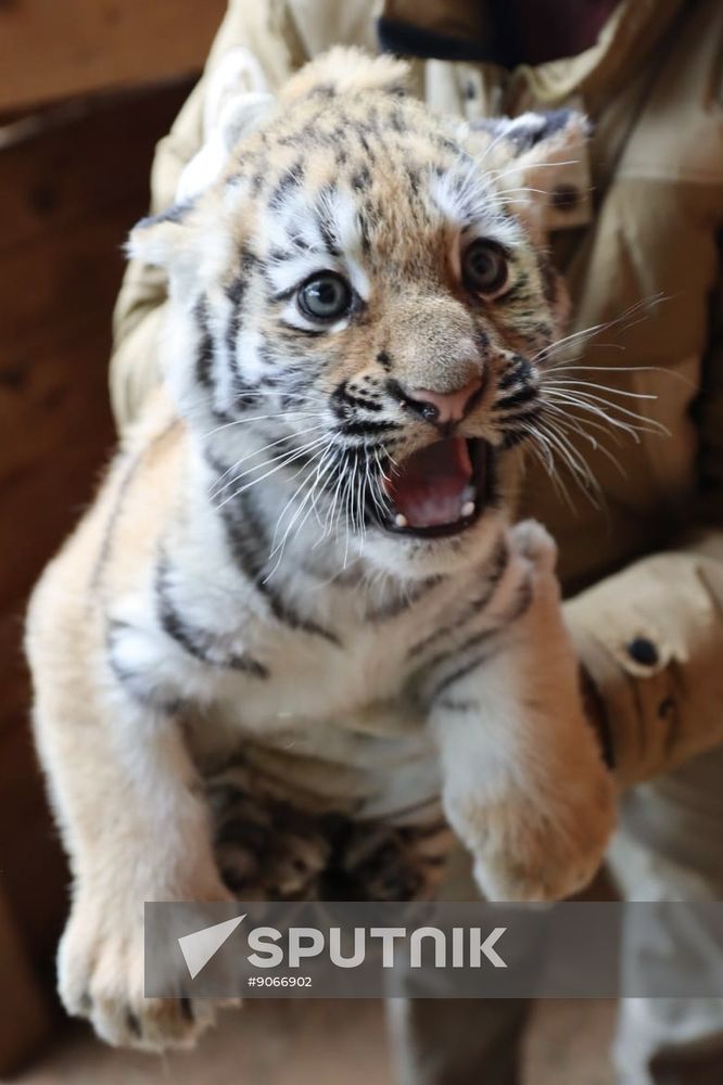 Russia Zoo Siberian Tiger Cubs