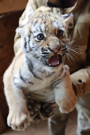 Russia Zoo Siberian Tiger Cubs
