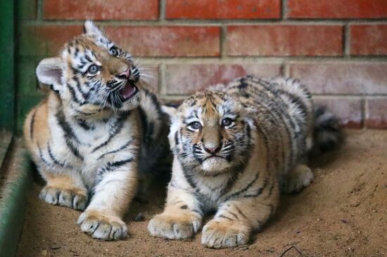 Russia Zoo Siberian Tiger Cubs