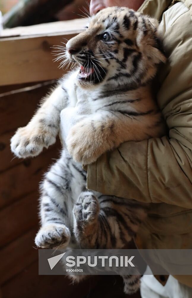 Russia Zoo Siberian Tiger Cubs