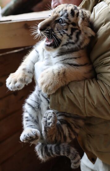 Russia Zoo Siberian Tiger Cubs